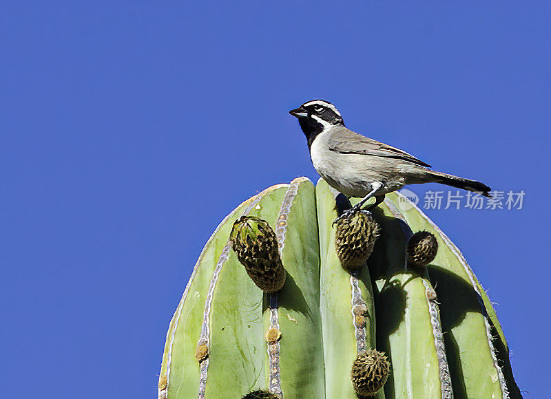 黑喉麻雀(Amphispiza bilineata)是一种小型的美洲麻雀，主要生活在美国西南部和墨西哥。它有时被称为沙漠麻雀，因为它喜欢居住在干旱的沙漠山坡和灌木丛中。